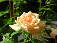 ~joɉ