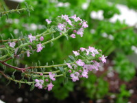 タイムの花～その１