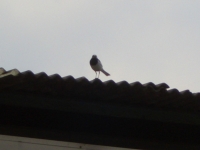 見慣れぬ鳥