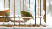 雪中メジロ