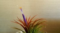 イオナンタ・イオナンタの花穂